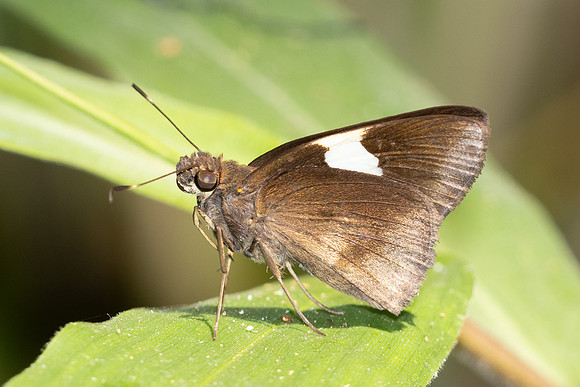 Notocrypta sp-5576 - Doi Suthep - 27/03/25