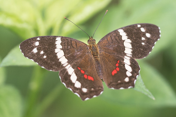Anartia fatima-4387