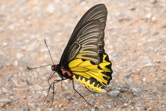 Troides aeacus aeacus-3057 Chiang Dao - 12/03/23