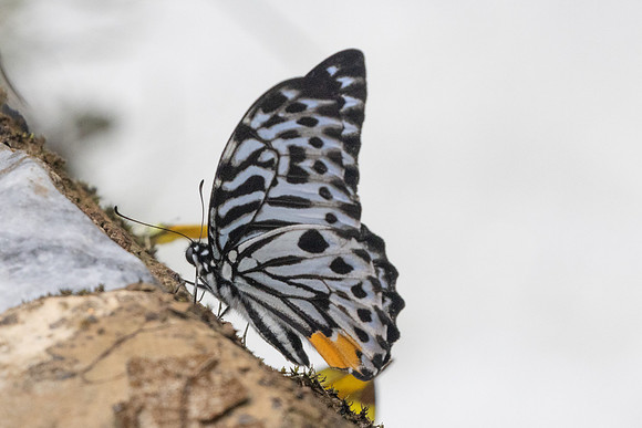 Graphium delessertii-8567