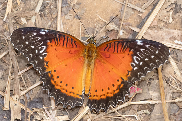 Cethosia biblis-3784
