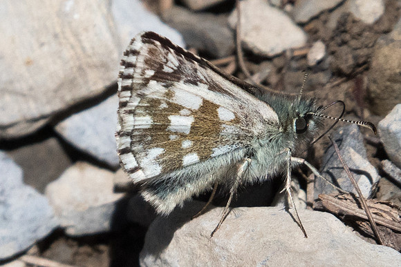 Pyrgus serratulae-3764 - Col de la Cayolle - 5/07/2021