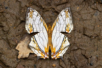 Cyrestis thyodamas-2220