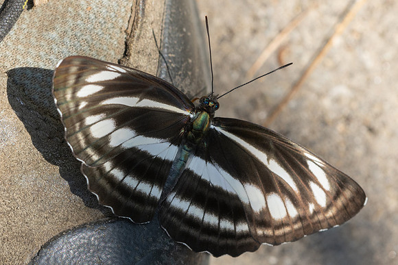 Neptis sankara guiltoides-5357