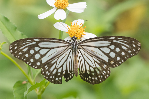 Parantica aglea melanoides-4157 - Krabi - 22/11/23