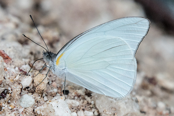 Glutophrissa drusilla-0903