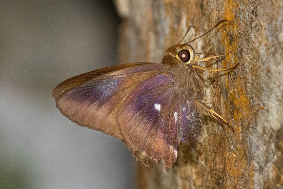 Hasora badra badra-2843 - Chiang Dao - 19/03/24