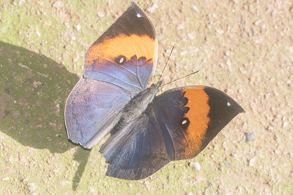 Kallima incognita-9634 - Chiang Dao - 14/11/23