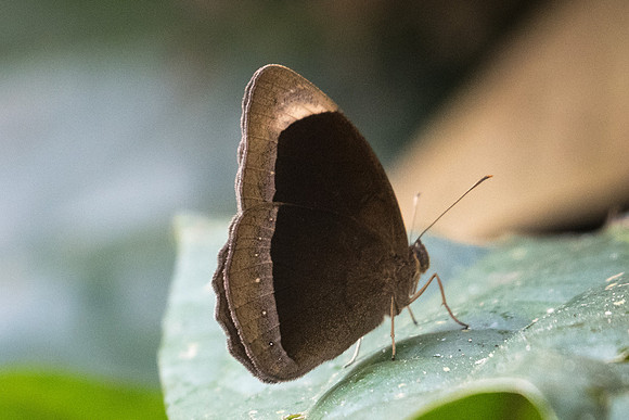 Mycalesis anaxias-4792 - Doi-Suthep - 9/03/23