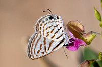 Tarucus rosaceus-6495