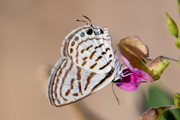 Tarucus rosaceus-6495