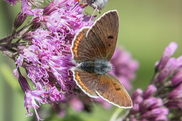 Lycaena alciphron ssp alciphron-5166 - Nevache - 21/07/22