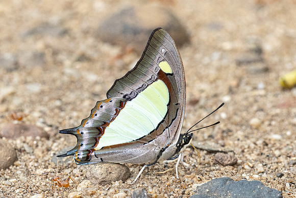 Polyura arja-2695 - Chiang Dao - 18/03/24