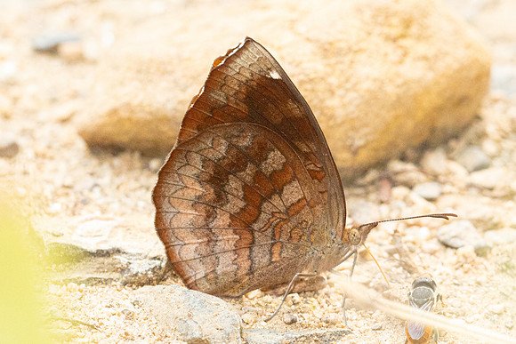 Ariadne merione-2640 - Chiang Dao - 18/03/24