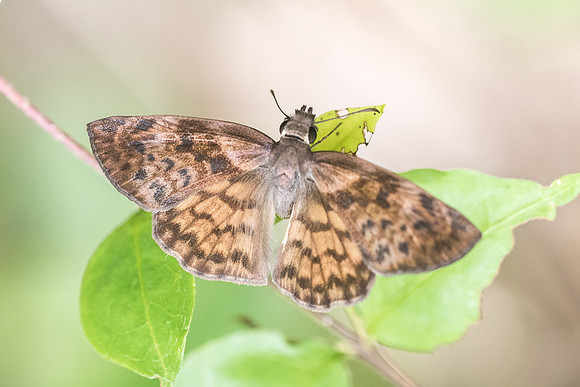 Timochares ruptifasciata-5741