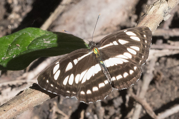 Neptis hylas-3030 - Chiang Rai - 18/11/23