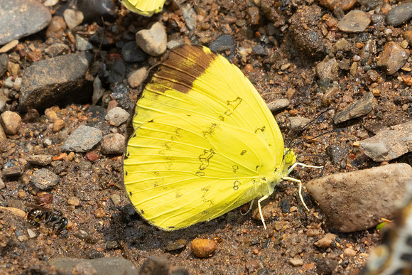 Eurema simulatrix - 1636 - Chiang Dao - 18/03/25