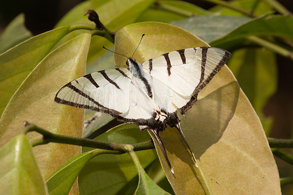 Graphium agetes agetes-3565- Doi Inthanon - 23/003/25