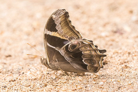 Lethe europa niladana-4530 - Chiang Dao - 12/03/23