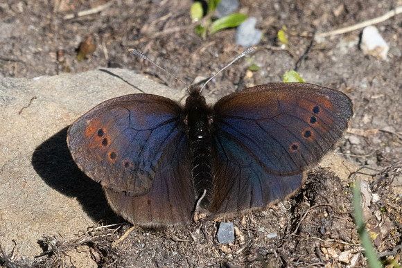 Erebia pandrose-2866  - Galibier - 28/06/25