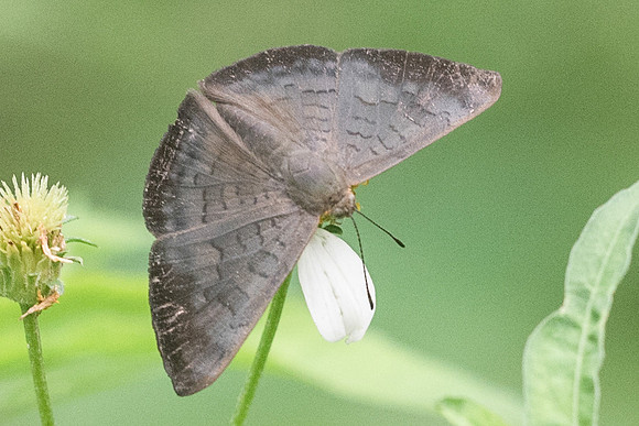 Emesis liodes-4139