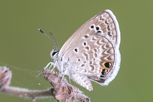 Hemiargus isola-3628