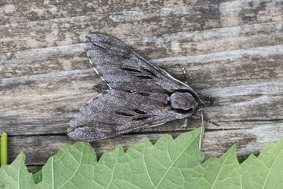Sphinx pinastri-2336 - Entraunes - 7/07/21