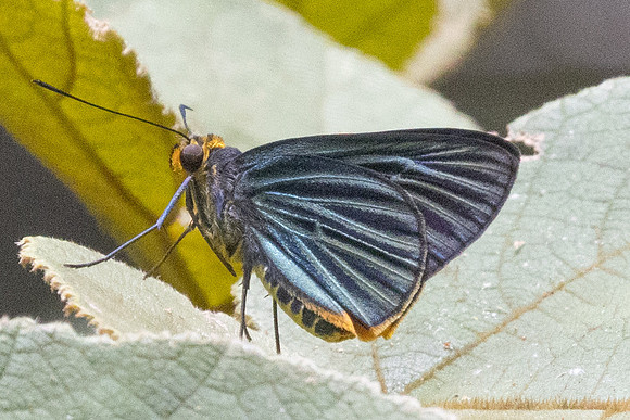 Pirdana hyela-8782 - Fraser hill - 11/03/25