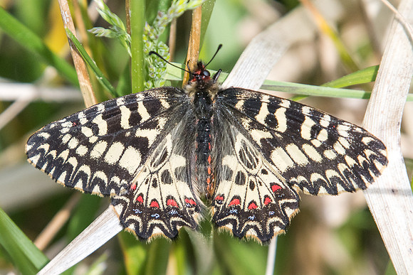 Zerynthia polyxema-3275 - Ponteves - 18/04/19