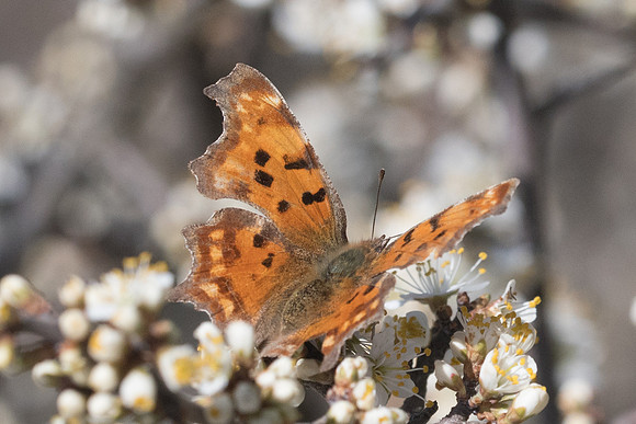 Polygonia egea-7440
