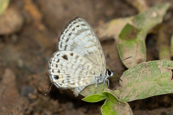 Nacaduba angusta-1934 - Chiang Dao - 19/03/25