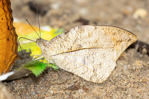 Hebomoia glaucippe-0326