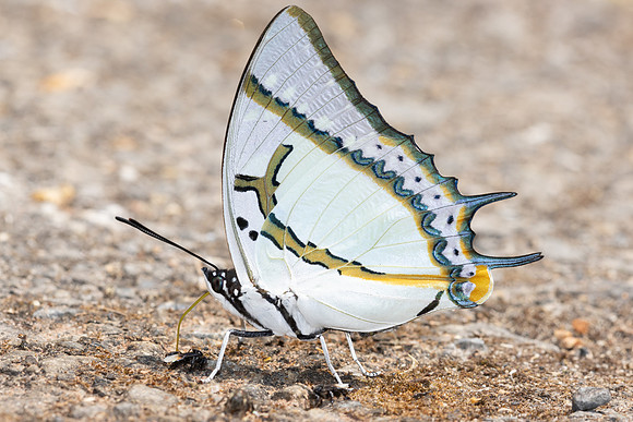 Polyura eudamippus-5272