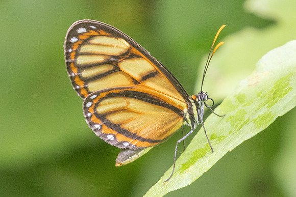 Ithomia iphianassa-5431