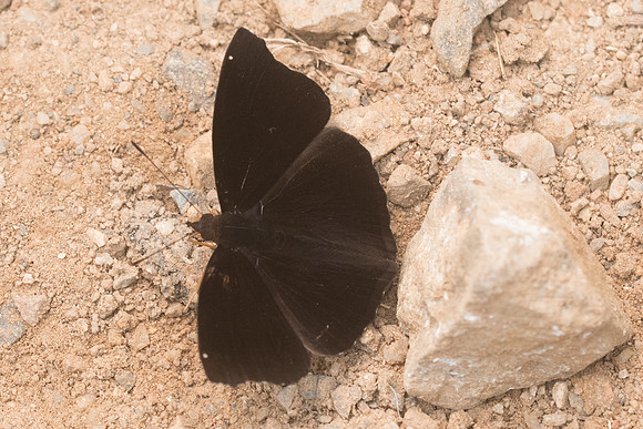 Rohana parisatis pseudosiamensis-4553 - Chiang Dao - 12/03/23