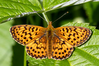 Boloria titania - 0039 - Argentière la Bessée - 23/06/25