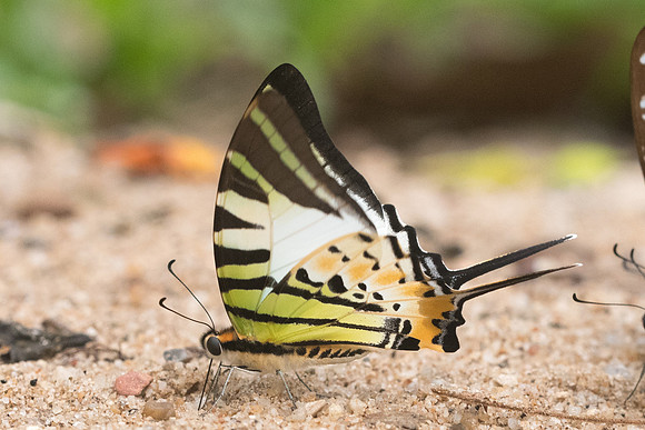 Graphium antiphates nebulosus-4780- Chiang Dao - 12/03/23