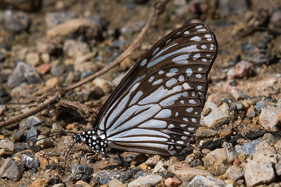 Parantica aglea melanoides-8374  - Chiang Dao - 14/11/23