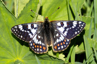 Euphydryas cynthia-0820 - Col D'Agnel - 24/06/2025