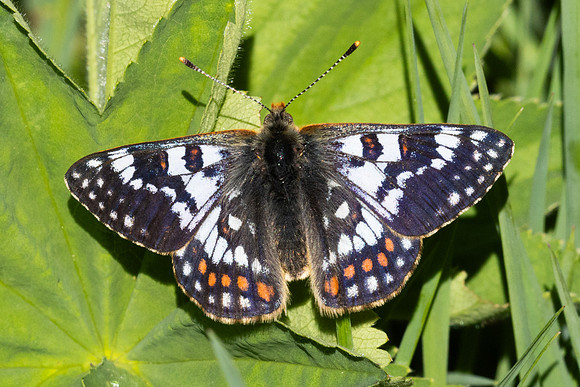 Euphydryas cynthia-0820 - Col D'Agnel - 24/06/2025