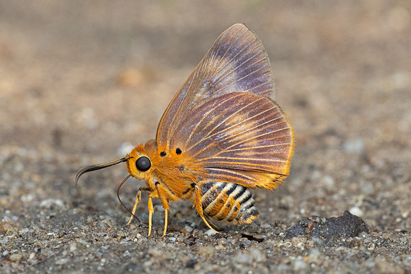 Burara harisa - 2090 - Chiang Dao - 18/03/24