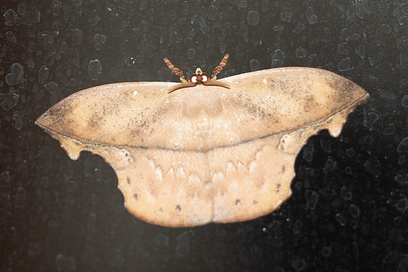 Oxytenis naemia-0330