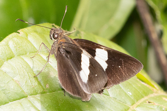 Notocrypta paralysos-2545 - Chiang Dao - 20/03/25
