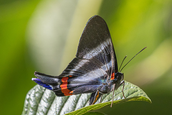 Rhetus periander-6623  - Salento - 17/06/24