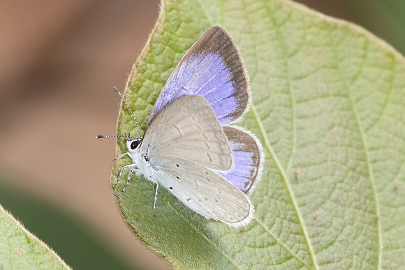 Celastrina argiolus iynteana-2859
