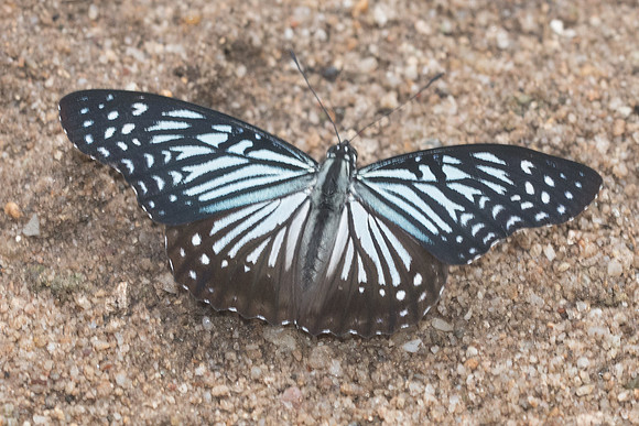 Hestinalis nama nama-1683 - Chiang Dao - 16/11/23