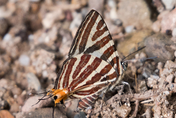 Spindasis seliga-1146 - Chiang Dao - 16/11/23
