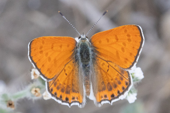 Lycaena thersamon-1813 - Pergé Antalya - 20/09/24