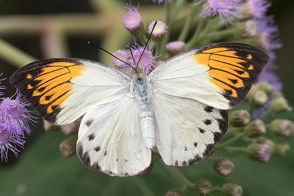 Hebomoia glaucippe-6870