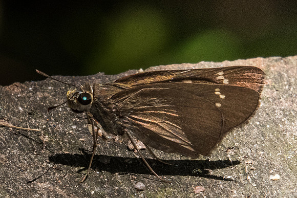 Caltoris brunnea caere-2218 - Koh Samui - 19/03/23
